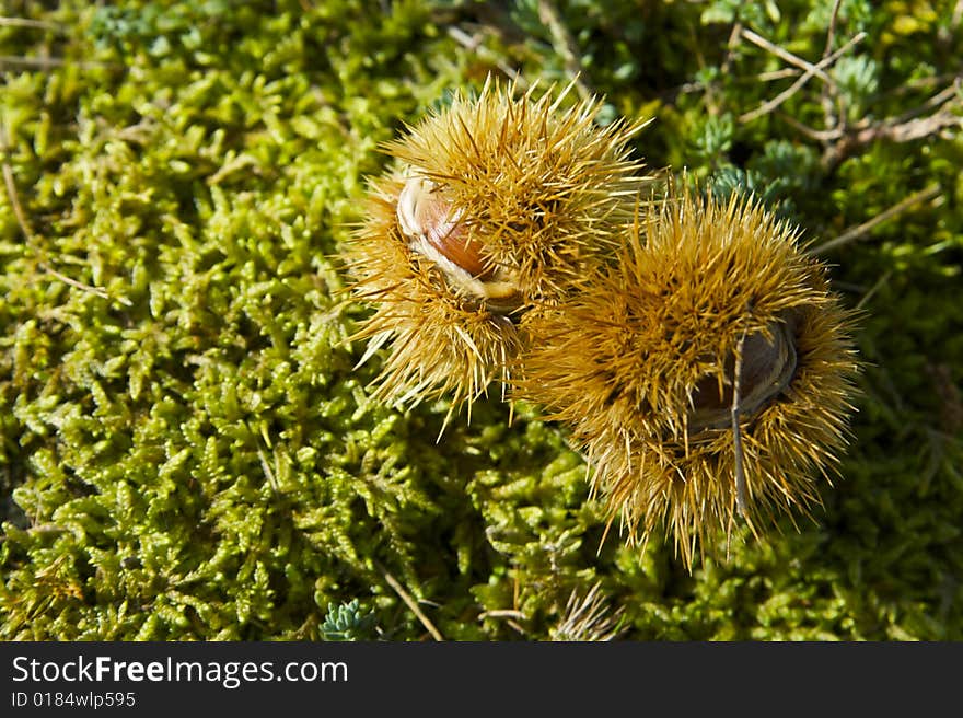 A good chestnuts in the green