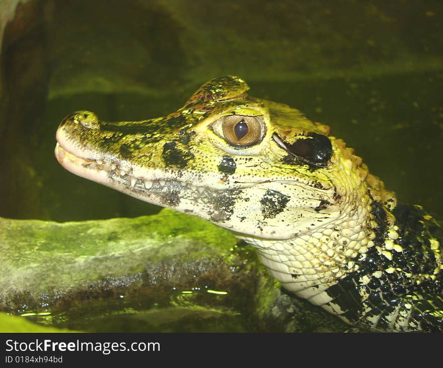 Black kajman Melanosuchus niger. In a picture the young individual in juvenalnoj to spotty colouring.