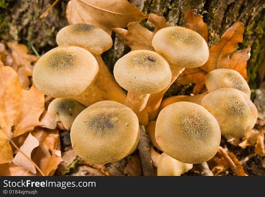 Mushrooms honey agarics autumn.