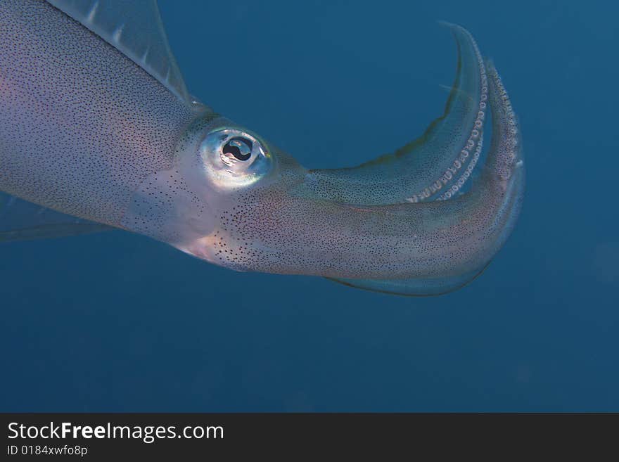 Bigfin Reef Squid