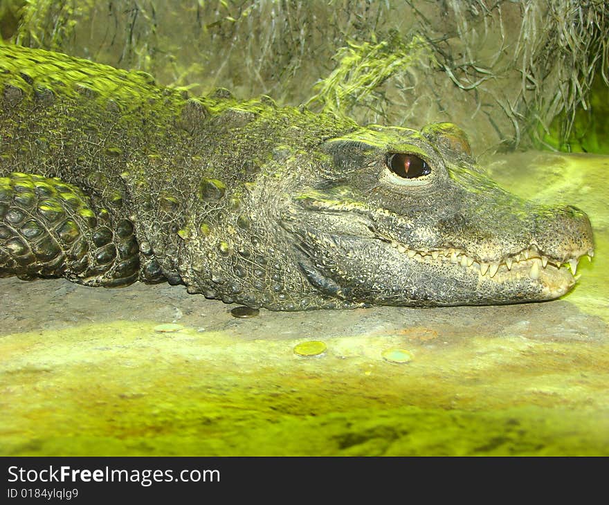 Portrait of the shown crocodile