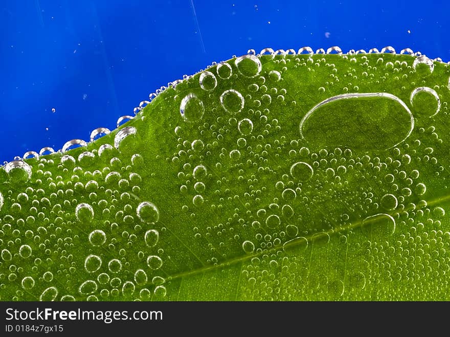 Green Leaf With Bubbles