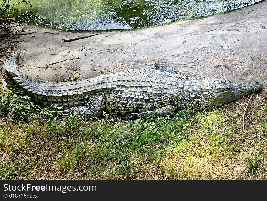 Nile crocodile near the pond. Nile crocodile near the pond