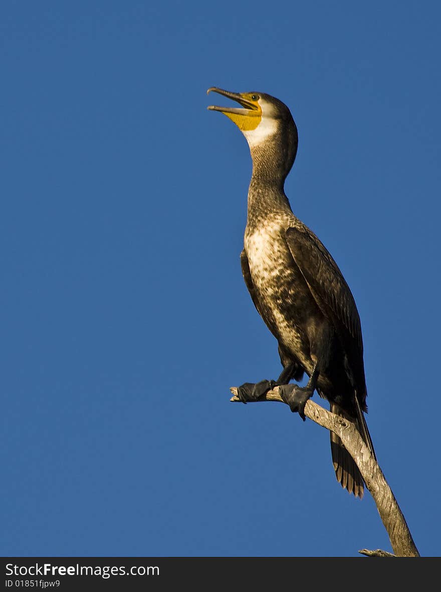 Cormorant