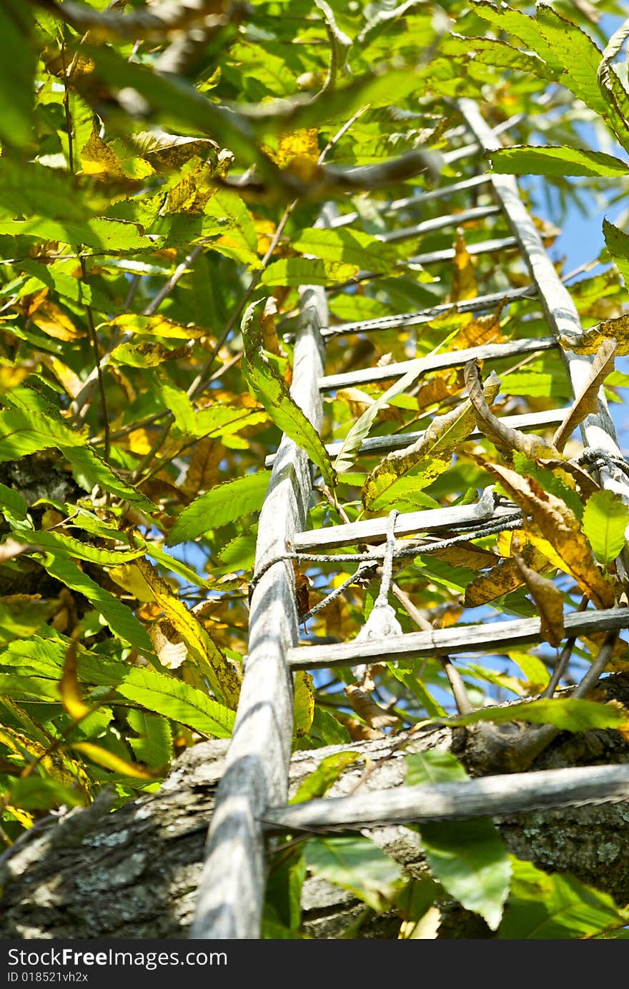 Stairway into Tree in autumn. Stairway into Tree in autumn