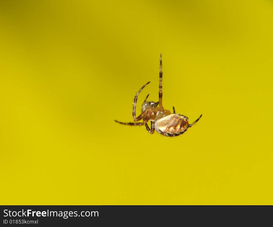 Sleeping Spider