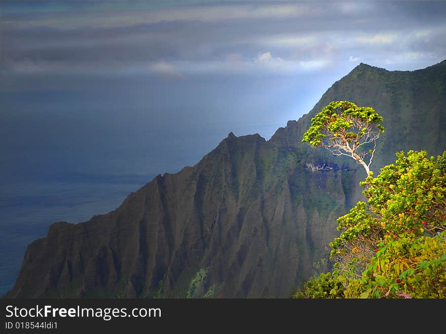 Tree growing on a mountain along the Napali coast of Kauai, Hawaii. Tree growing on a mountain along the Napali coast of Kauai, Hawaii