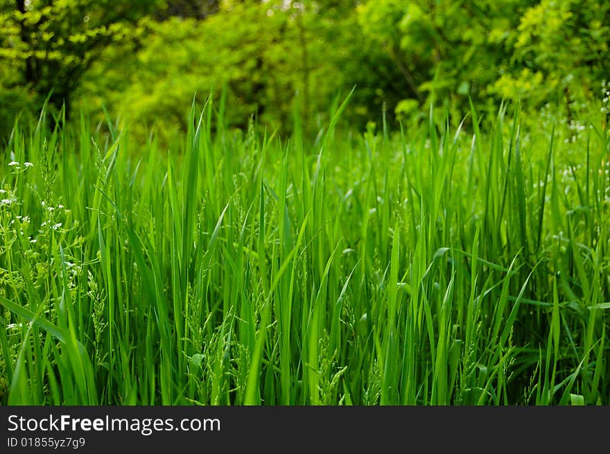 Green grass at sunny day