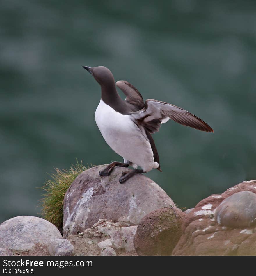 Guillemot at Fowlsheugh