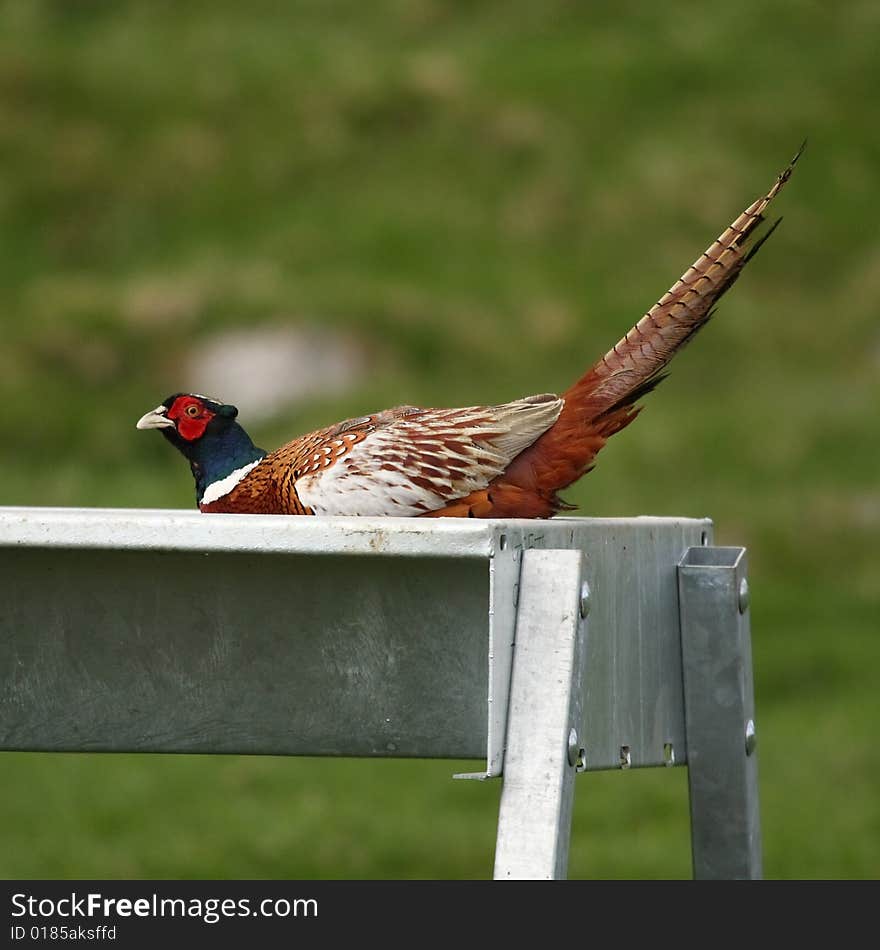 Pheasant feeding from animal trough