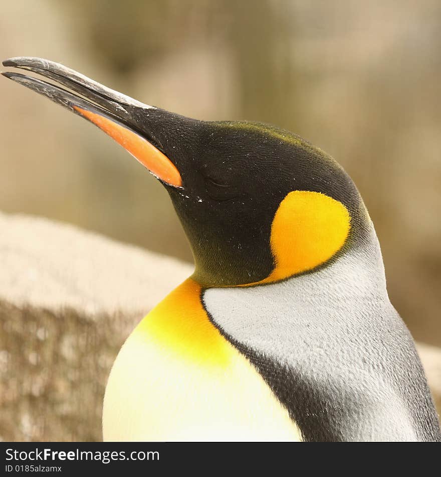 Photograph of a King Penguin