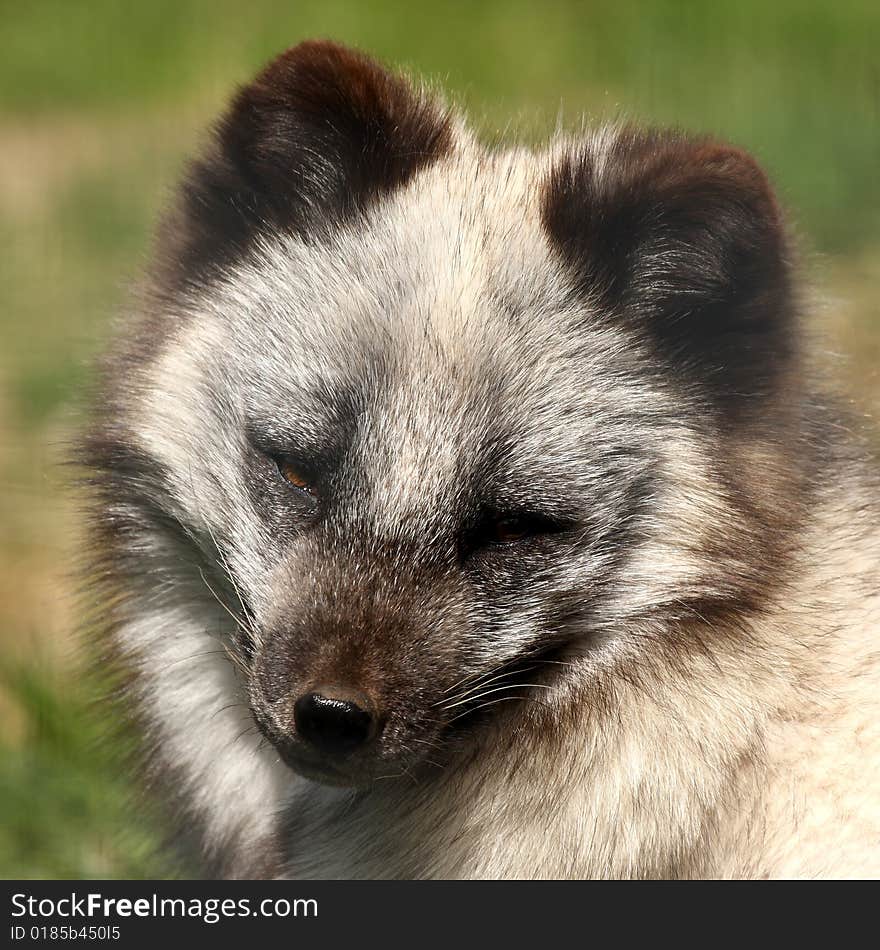 Photo of a Arctic Fox- Alopex lagopus. Photo of a Arctic Fox- Alopex lagopus