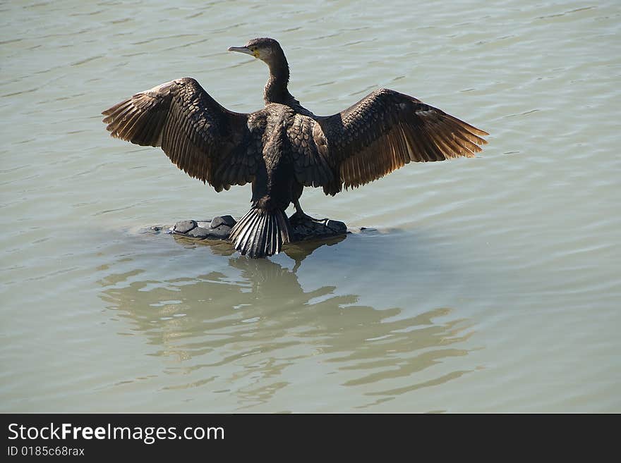 Bird the big cormorant.