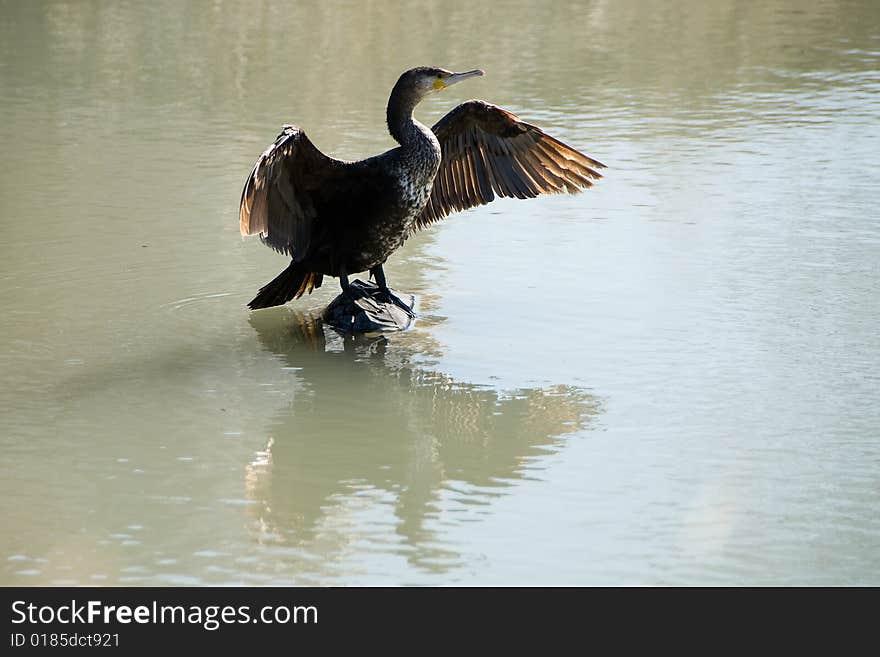 Bird The Big Cormorant.