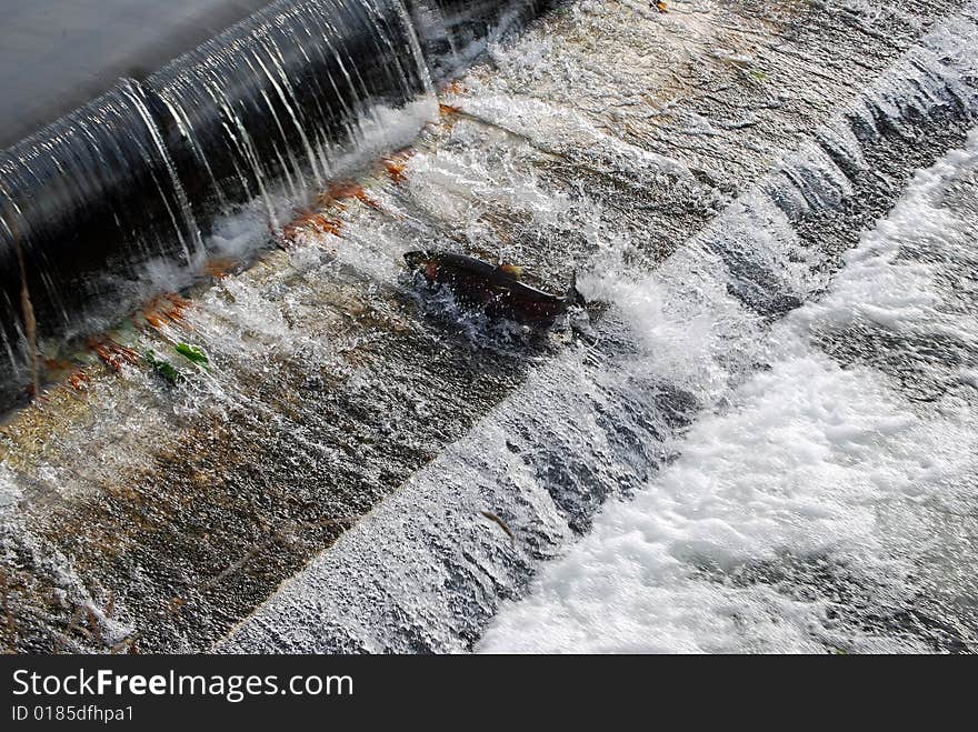 Salmon Navigating A Fish Ladder