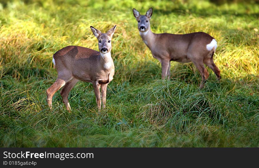 Young roe-deers standing on the meadow. Young roe-deers standing on the meadow