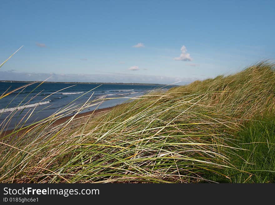 Tall grass on the sand dunes in kerry ireland. Tall grass on the sand dunes in kerry ireland