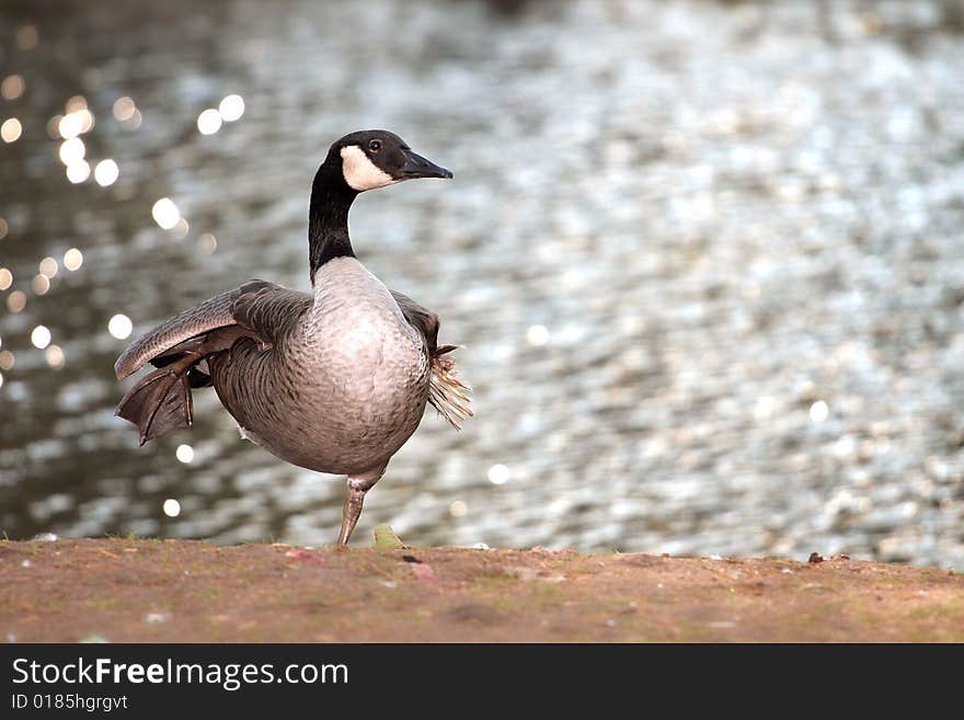 The Canada goose, Branta canadensis. The Canada goose, Branta canadensis