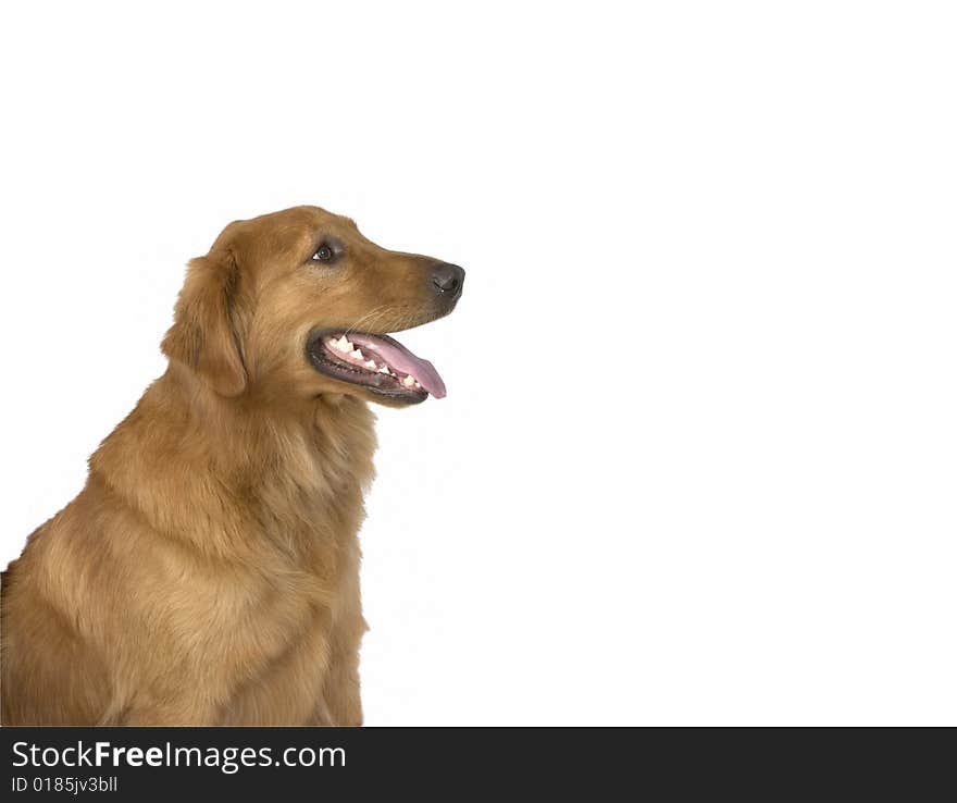 Golden Retriever dog on a white background. Golden Retriever dog on a white background