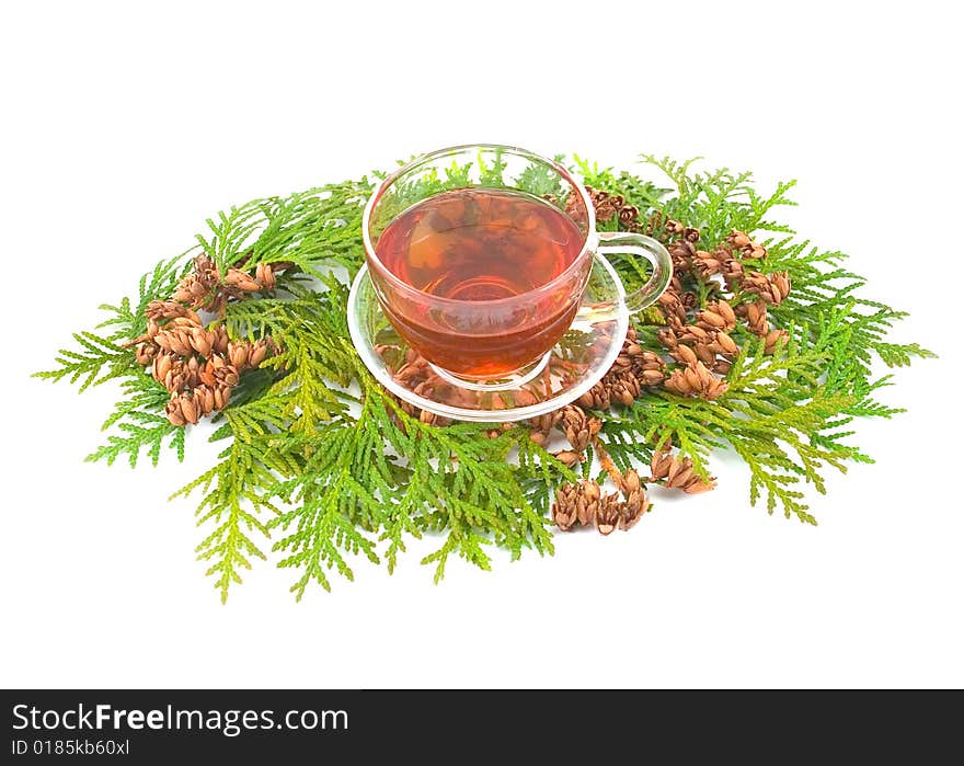 Thuja plant evergreen coniferous decorative curative medicinal kidneys seeds fruits with green branches on white background and broth tincture in transparent cup. Thuja plant evergreen coniferous decorative curative medicinal kidneys seeds fruits with green branches on white background and broth tincture in transparent cup