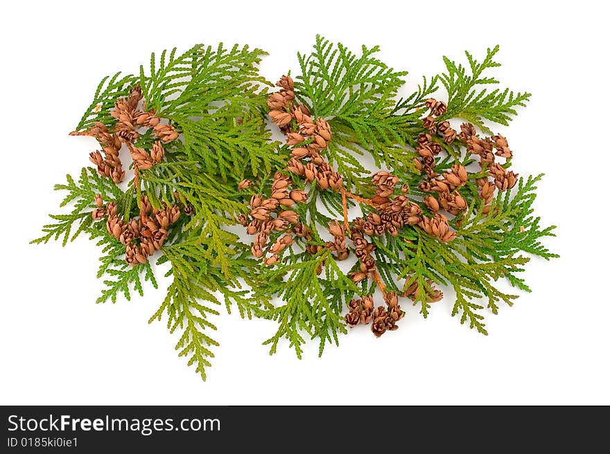 Thuja Coniferous Plant