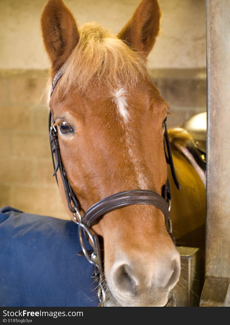 A brown horses head close up. A brown horses head close up