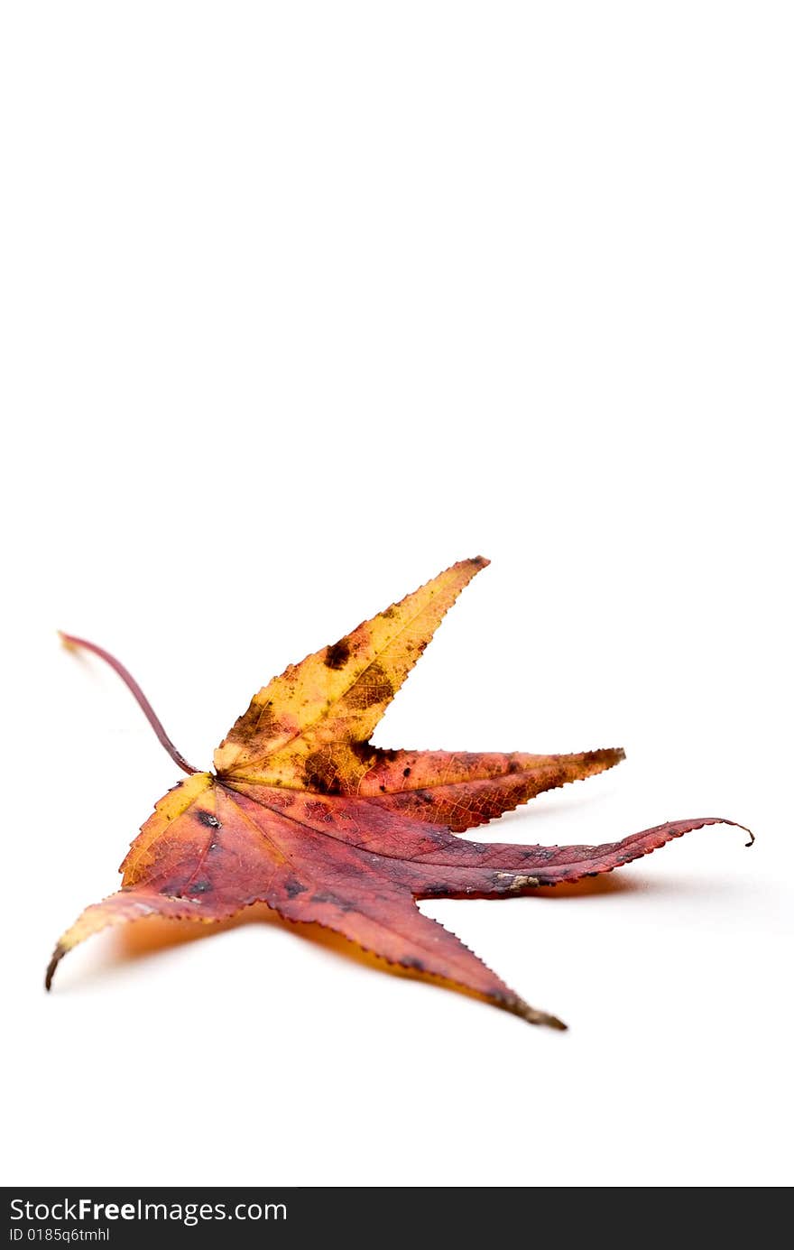 A close-up of an autumn leaf