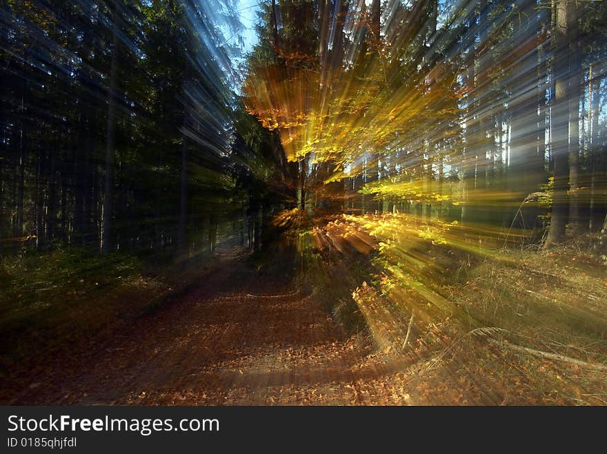 Defocusing autumn colour forest and leafs. Defocusing autumn colour forest and leafs