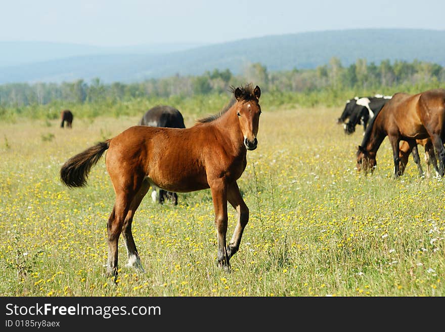 Foal Redhead on pasture on background of the mountains