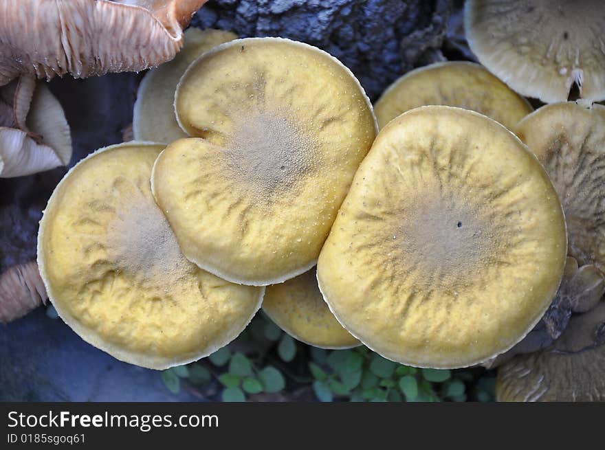 Yellow mushroom near the tree