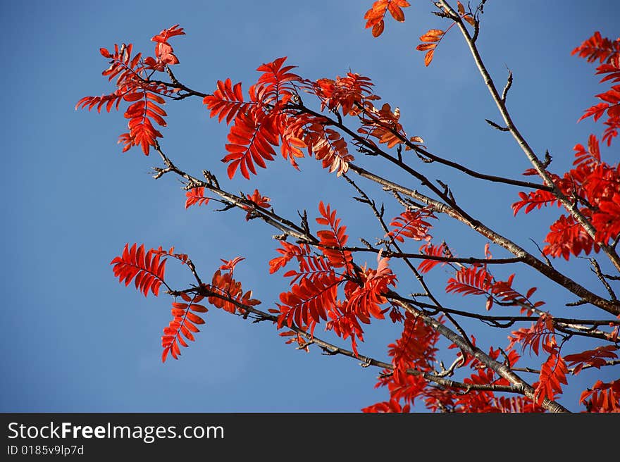 Red sheet of rowanberry on background blue sky