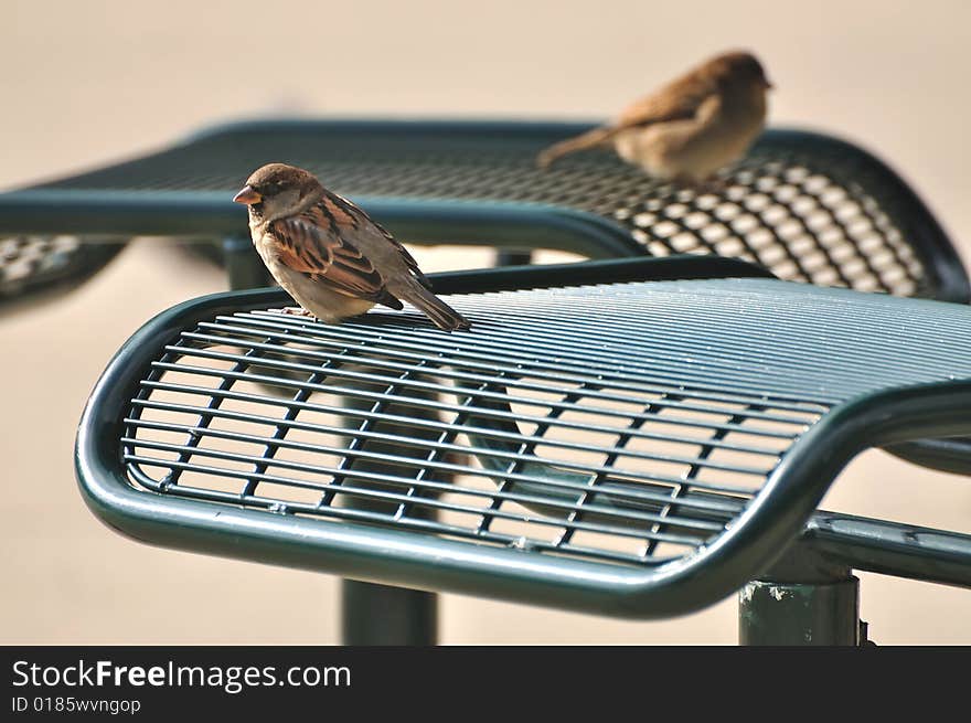 Two Birds Sitting near a Picnic Table