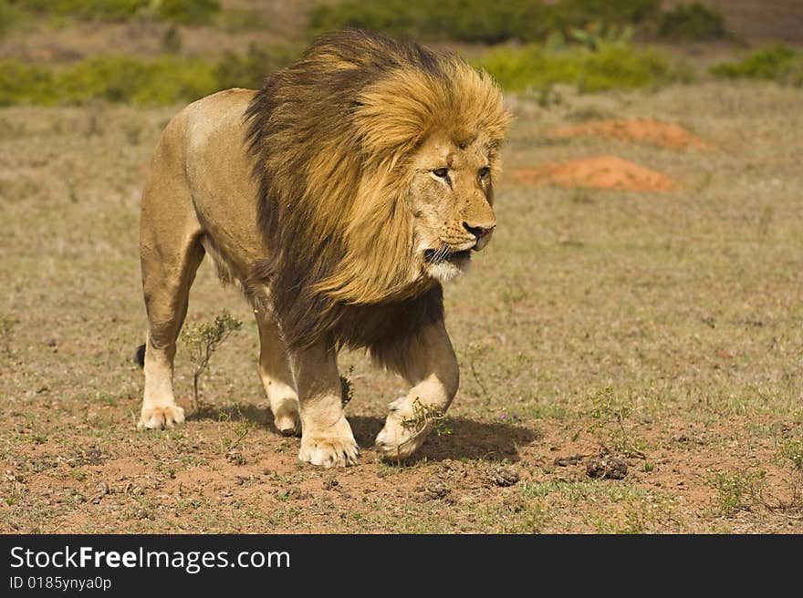 A huge male lion comes really close. A huge male lion comes really close