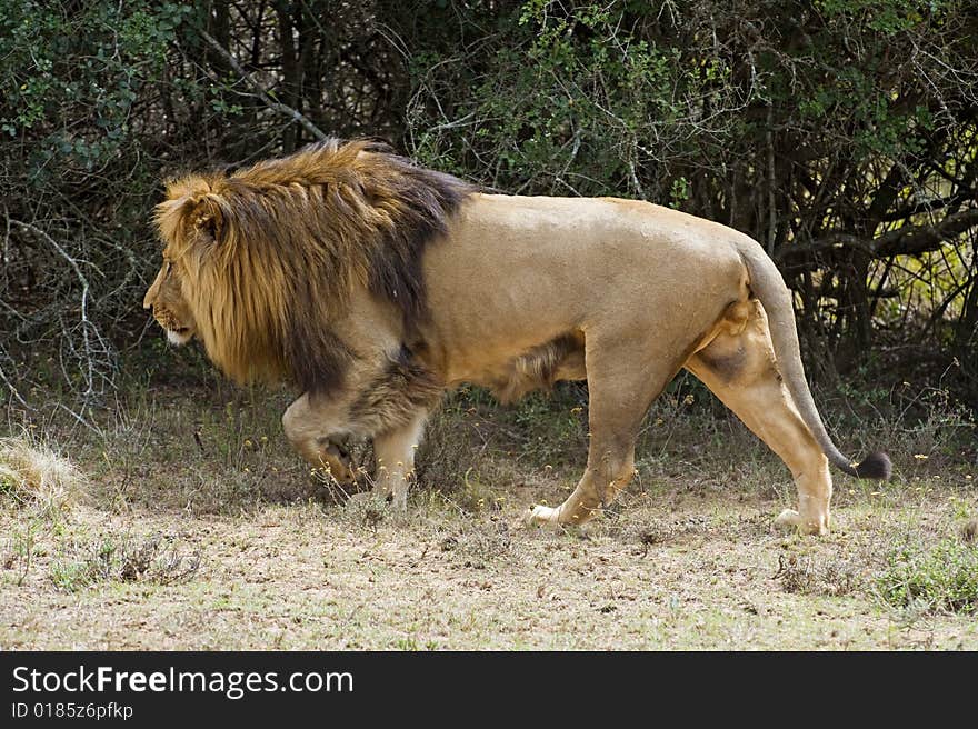 A huge Mature African Male Lion walks past the photographer. A huge Mature African Male Lion walks past the photographer