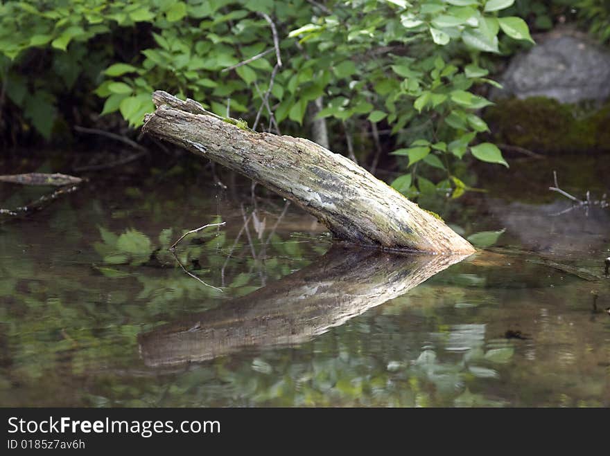 Tree in the river