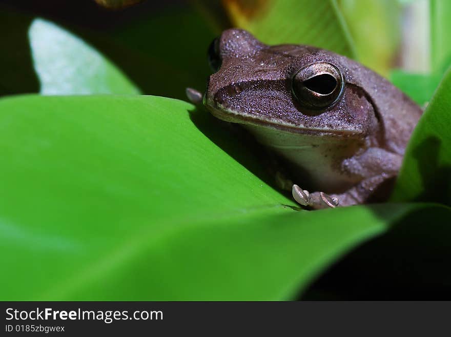 Small Toad