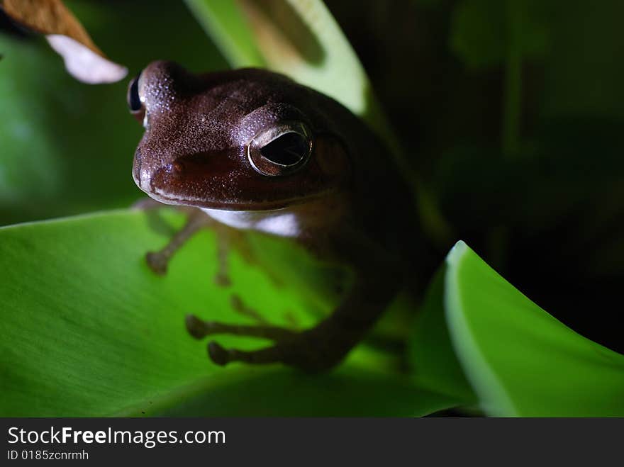 Small Toad