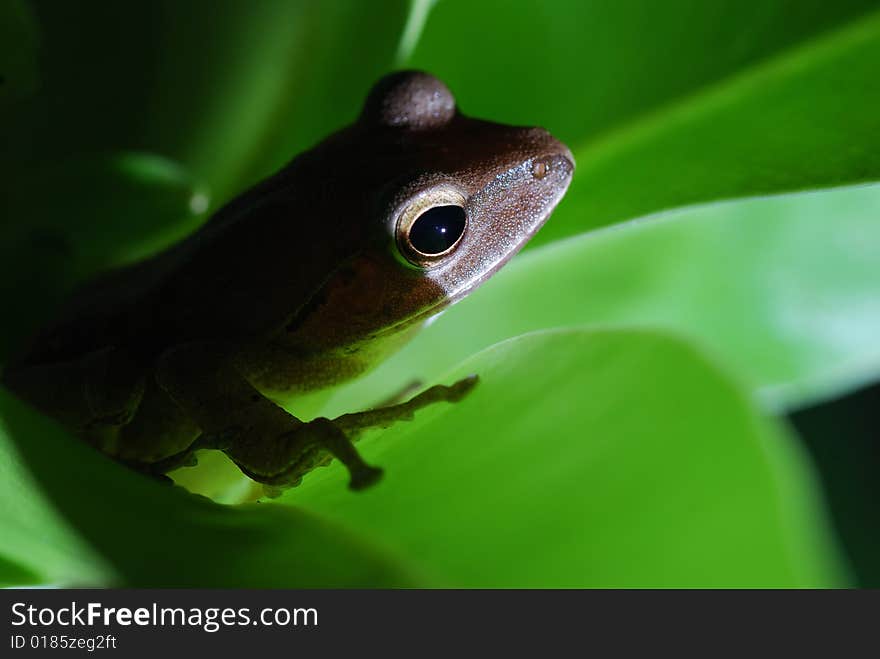 Small toad