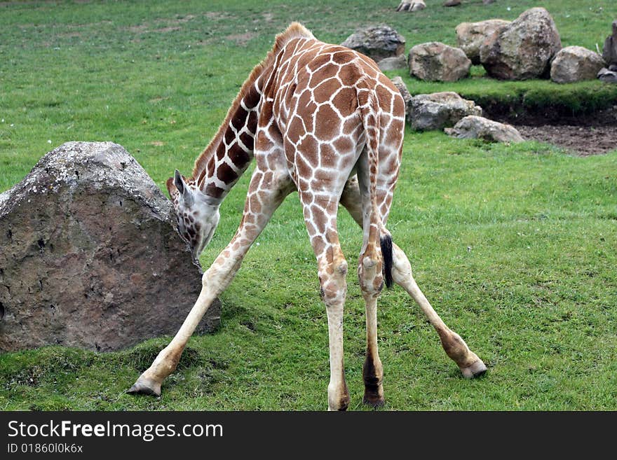 Baby giraffe bending down to munch grass. Baby giraffe bending down to munch grass.