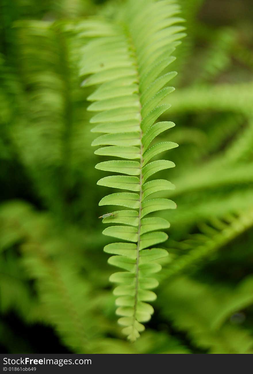 Fern