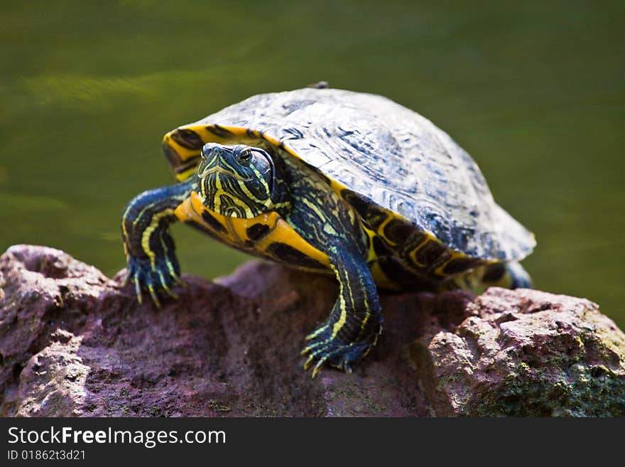 Green and Yellow Turtle sunning it's self on a rock with pond water visible in the background. Green and Yellow Turtle sunning it's self on a rock with pond water visible in the background