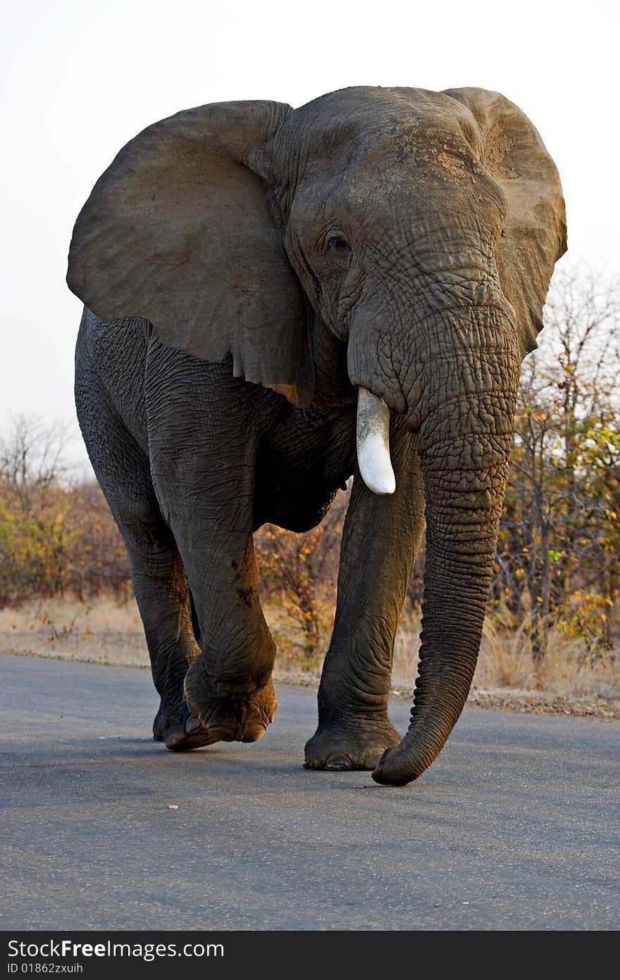 A huge Bull Elephant scares the photographer. A huge Bull Elephant scares the photographer