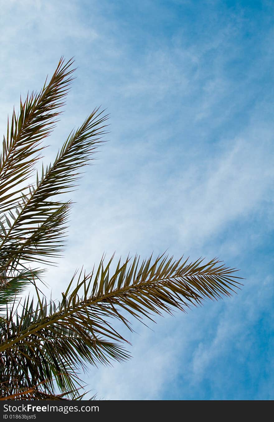 Branches of palm and sky