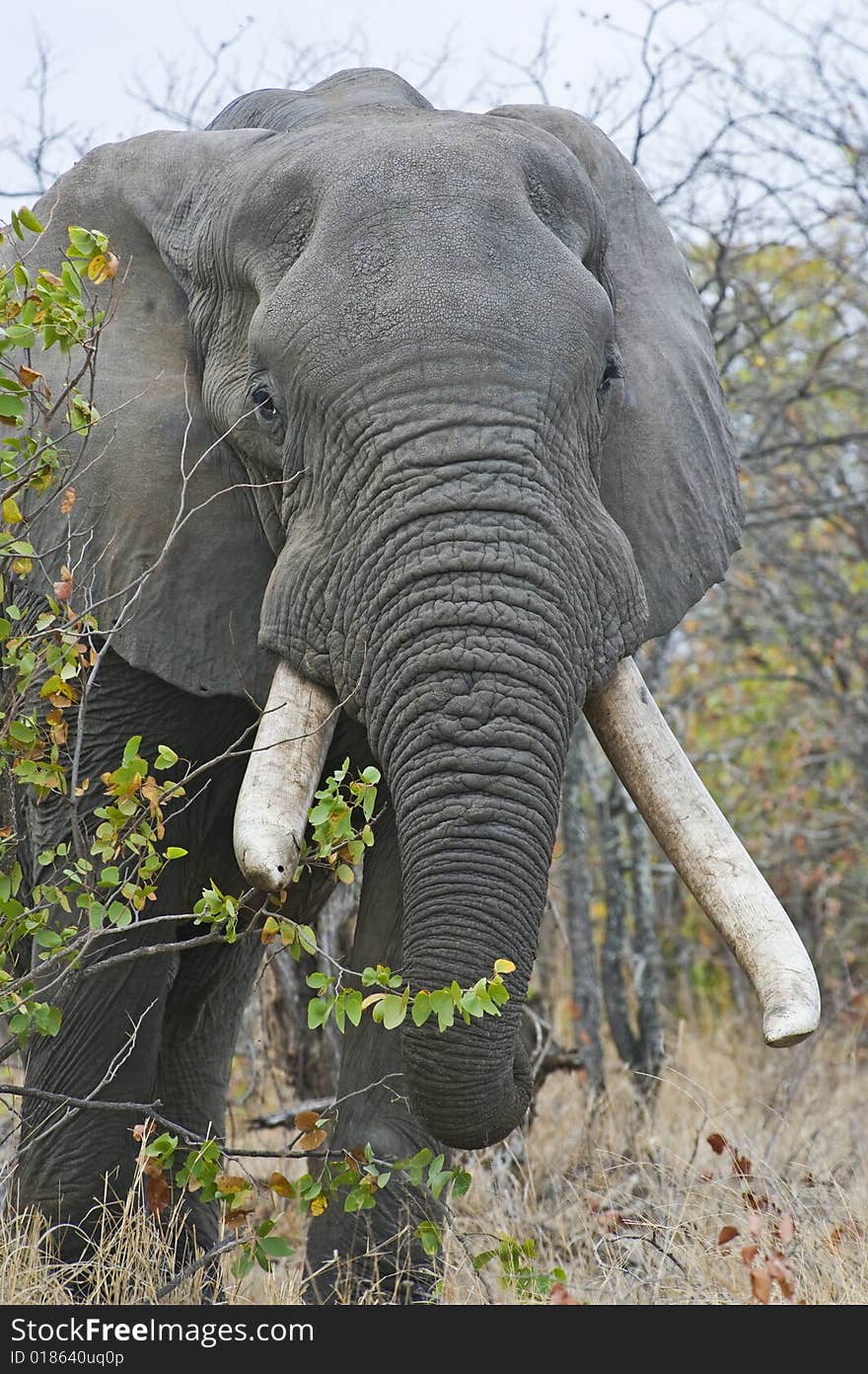 A heavy Ivory carrier comes into the open