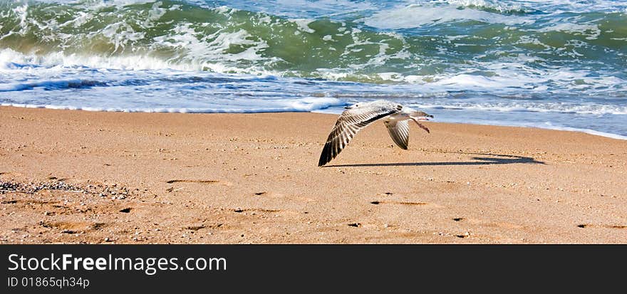 Sea gulls in flight over the sea