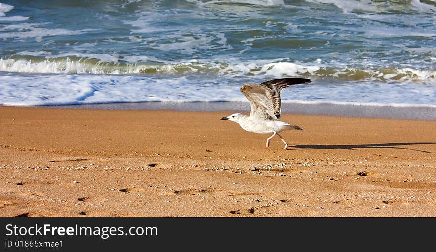 Sea gulls in flight over the sea