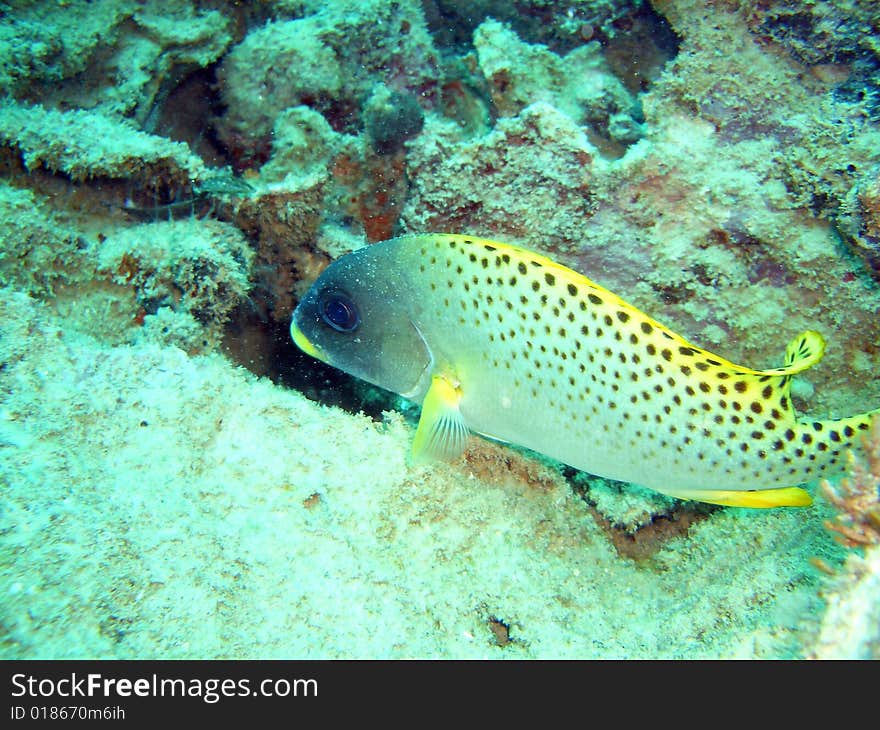 Yellow snapper