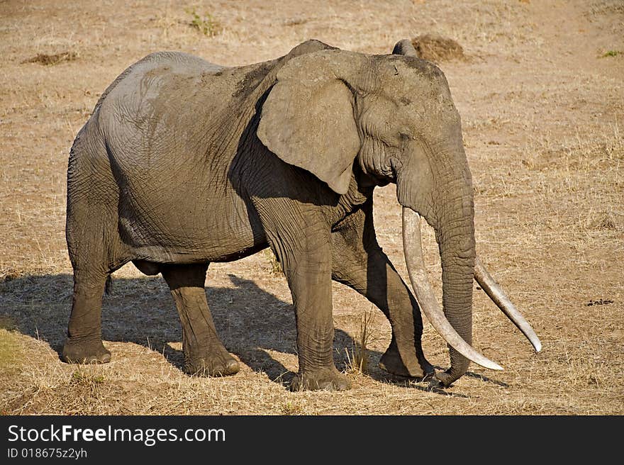 The biggest Elephant in the famous Kruger Park walks past. The biggest Elephant in the famous Kruger Park walks past