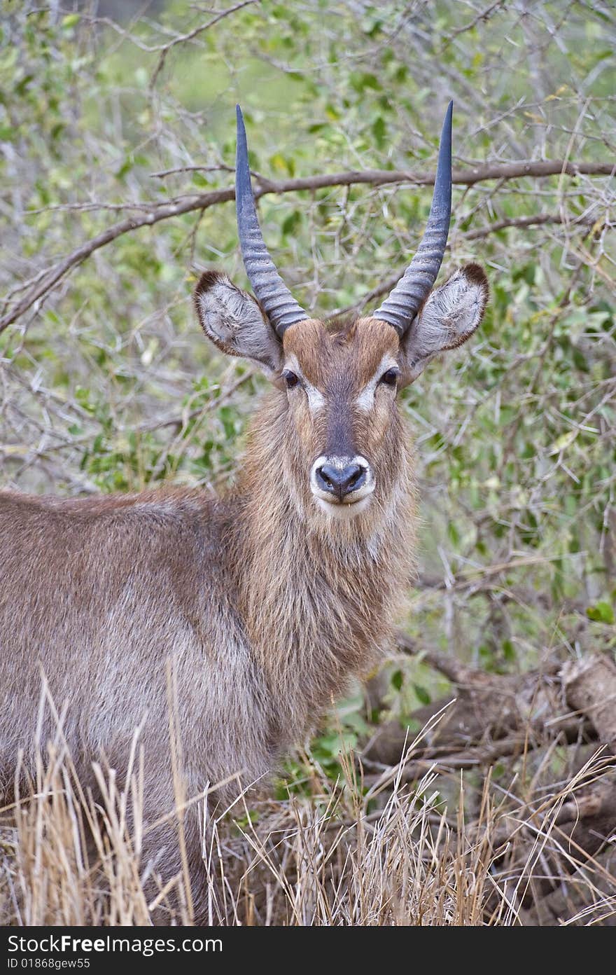 Juvenile Waterbuck