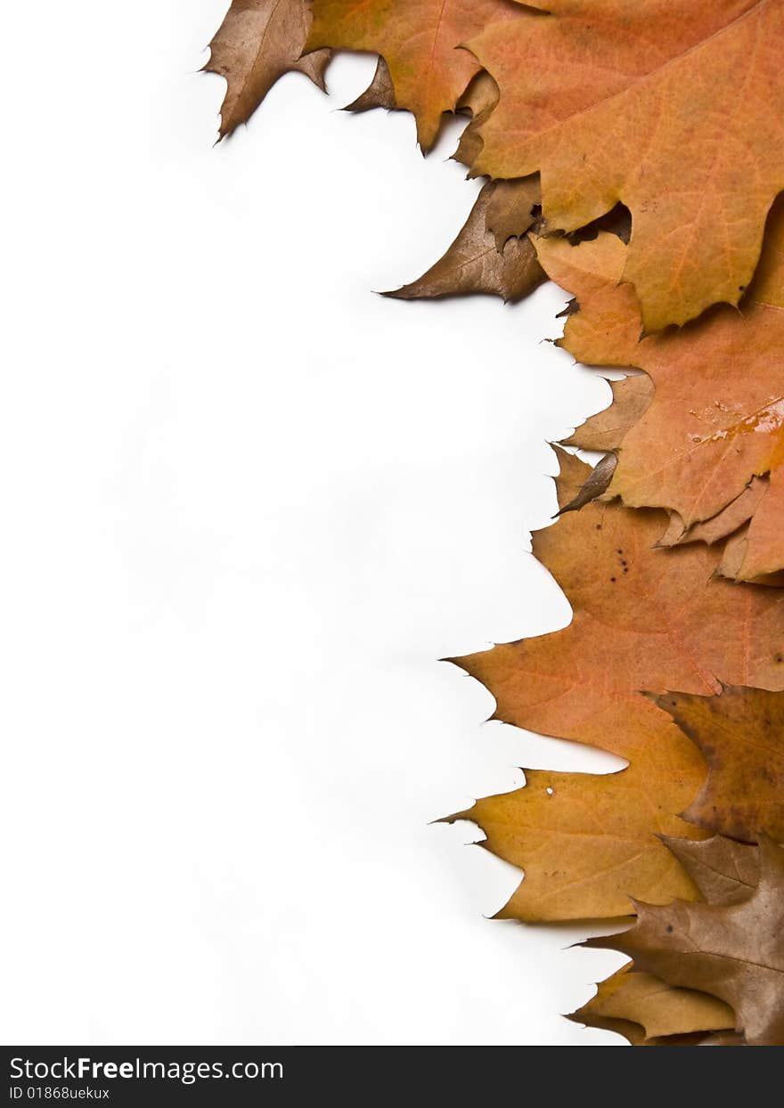 Varicoloured autumn leaves on a white background